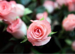十支粉玫瑰的花语通常代表着浪漫、感激、爱意和关怀