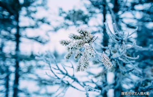 咏雪最好的8首诗词,藏着千古名句,哪一首是你心中的第一