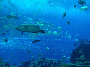 珠海长隆海洋王国 探索奇妙的海底世界