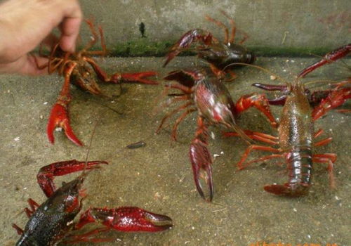 龙虾的养殖方法和技术,各种龙虾种类的海鲜的养殖方法是什么
