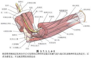 手臂酸痛是什么原因呢 