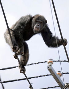 黑猩猩 越狱 爬上电线杆 遭麻醉枪击落
