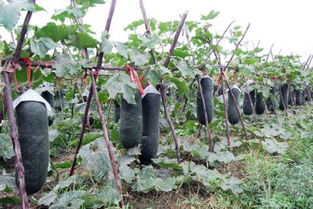 黑皮冬瓜种植技术与管理,怎么种冬瓜结瓜多