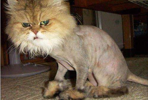 夏季不要随意剃光猫咪毛发,除非猫咪正在处于这5种情况