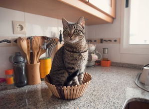 剪子大法找猫能不在灶台上放碗吗 因为家里没有灶台, 