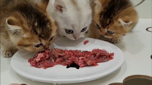 猫咪可以每天吃生肉吗(猫可以一直喂生肉吗)