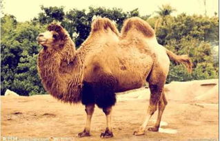 为什么骆驼不怕干旱 
