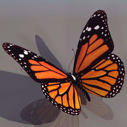 高清蝴蝶3D模型下载设计图 图片2.58MB 其他模型库 其他模型 