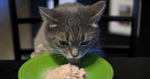 猫咪胖乎乎是可爱,不过为了猫咪的健康,日常饮食搭配不能忽视