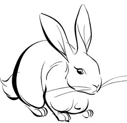 画一幅生肖兔的画怎么画