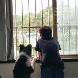 成都训犬学校哪个好