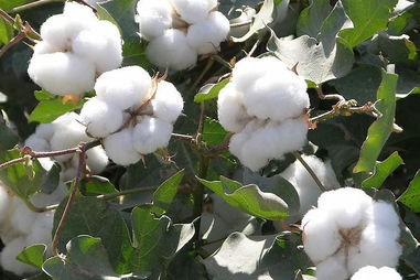棉花什么季节收获,确认成熟度