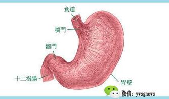 胃糜烂4个月后变癌,胃糜烂是胃部疾病中较为常见的一种，它通常是由于胃酸过多、幽门螺杆菌