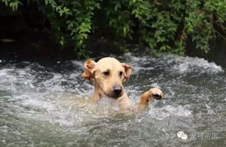 狗狗生来就会游泳吗 