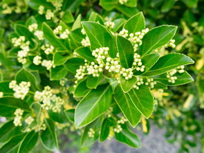 茉莉普洱茶叶的功效与禁忌（茉莉普洱