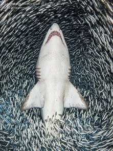 dogfish sand shark,Discovering the Dogfish Sand Shark: A Detailed Exploration