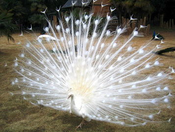 白孔雀是几级保护动物 一只白孔雀大约多少元