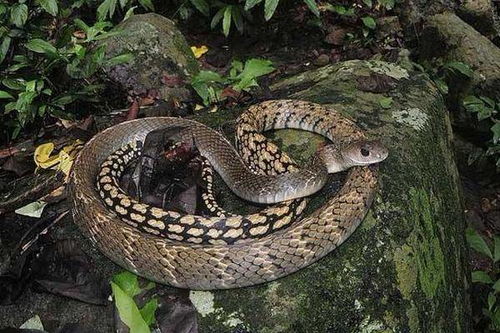 常见的6种宠物蛇,从温顺到凶残一应俱全,无毒的比有毒的还凶 