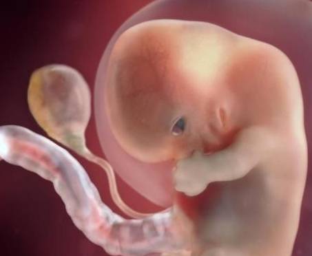 怀孕两个半月胎儿图片图片