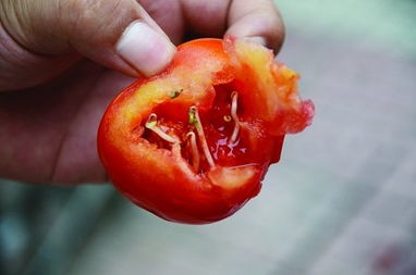 爱吃西红柿最新作品,番茄盛宴:喜欢番茄的最新作品令人震惊