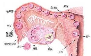 稻飞虱的卵巢分级指数