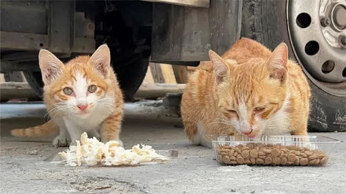 流浪猫找不到吃躲在车底哭泣,路人经过送上热饭 