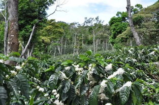 咖啡树品种分类及特点咖啡树有哪几种,咖啡树品种分类及特点咖啡树有哪几种