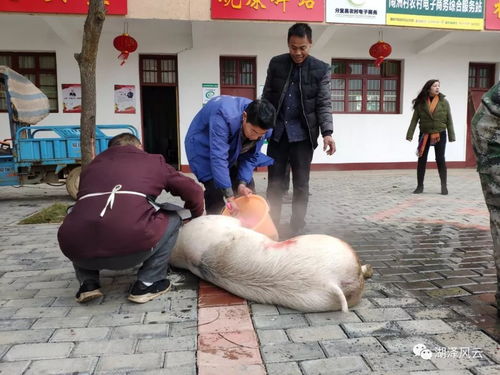 爱心年猪庆丰年 入家老人笑开颜