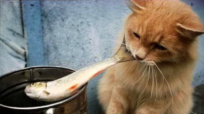 小猫偷了条鱼,还敢大摇大摆的走在路上,不怕被人追着打吗 