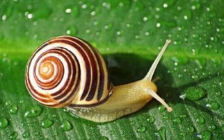 农村常见的蜗牛为何会害怕萤火虫 萤火虫真是蜗牛致命的天敌吗