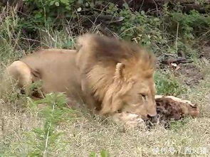 为什么狮子肉不能吃(狮子为什么不吃肉食动物)