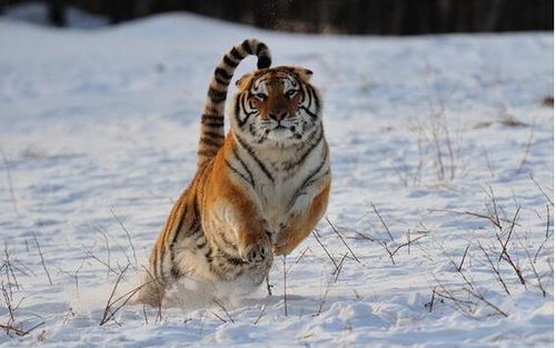 老虎和豹子有什么区别 