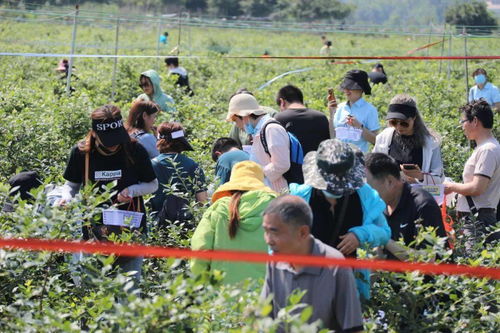 火火火 这里的采摘节现场比今天天气还火爆