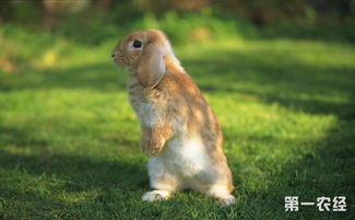 垂耳兔品种 法国垂耳兔与荷兰垂耳兔有什么区别