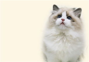仙女猫 布偶猫多少钱一只 应该怎么养