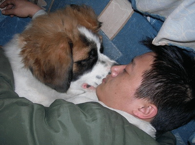 为什么狗狗喜欢和人一起睡觉 一招教你改掉狗狗上床睡觉的毛病