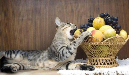猫能吃香瓜吗