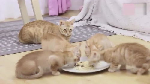 猫妈妈担心小奶猫们吃不饱,每次都是等它们吃完自己才吃,好暖心 