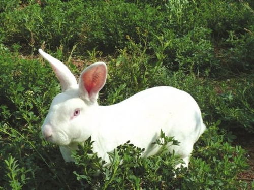 井陉养兔子基地种兔有几个品种