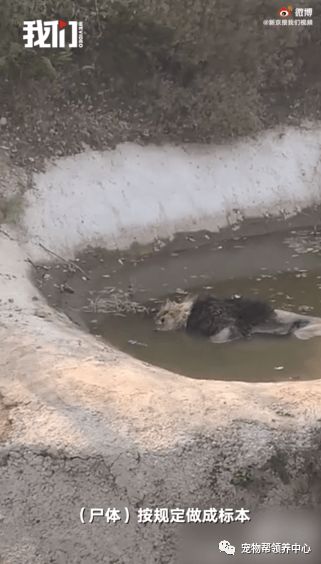 狮子暴尸脏水池,动物园却说它在休息 人类 