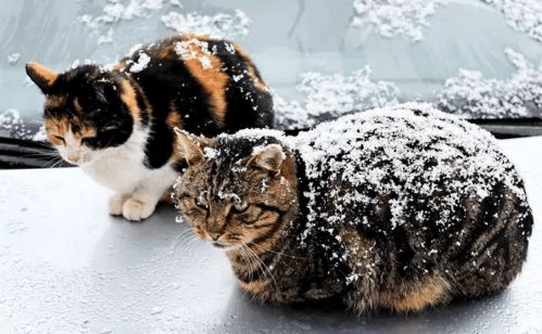 据说,60 的流浪猫消失在冬天