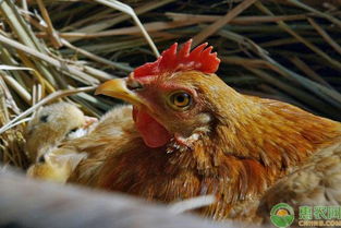 春季母鸡孵小鸡要注意什么