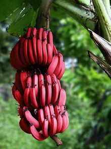 马来西亚红香蕉怎么栽培,香蕉种植前怎样整地
