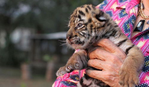 特殊时期,墨西哥一动物园出生不久的虎崽,被起名 冠状病毒