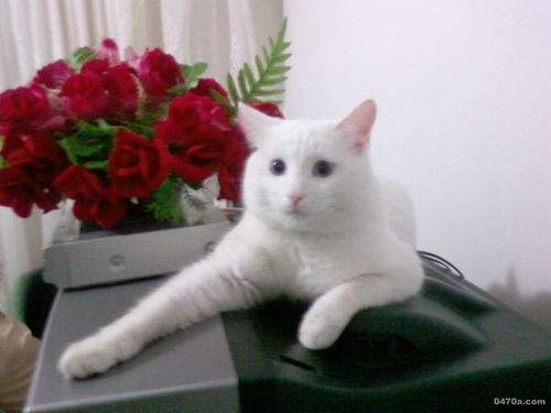 短毛纯白波斯猫 寻有爱领养人 