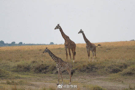 10月4日是世界动物日