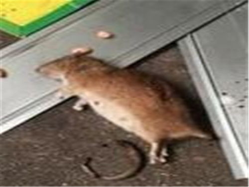 室外消毒, 防治老鼠方法 天津消杀灭鼠
