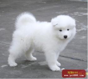 白色的狗叫什么名字好 