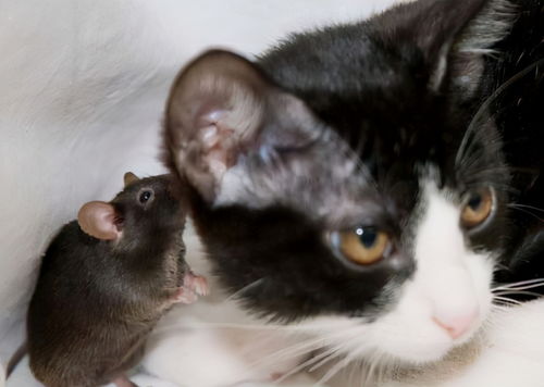 现在的猫咪不抓老鼠 一项长达十年的研究发现,猫抓老鼠不是本能