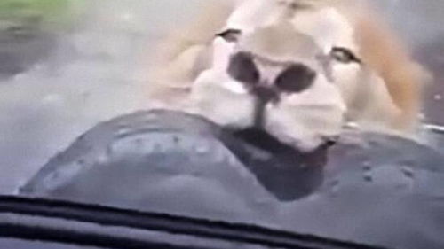 饥饿的狮子咬住汽车备胎不松口,吓坏了车里的一家人